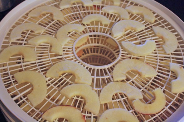 Apples in the dehydrator